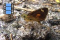 Scene 34_Orange spotted dark brown Skipper drinking water on ground